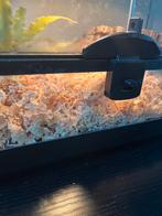 Mooie heterodon nasicus haakneus, Ophalen, Zo goed als nieuw, Overige typen