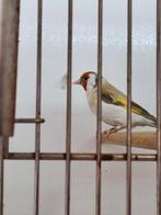Voor preparatie, Ophalen of Verzenden, Vogel, Overige typen