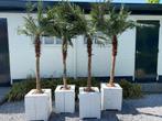 palmbomen te huur, palm boom decoratie te huur, Ophalen