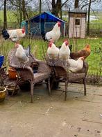 Groninger Meeuw kippen, Meerdere dieren, Kip