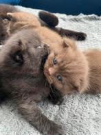 British shorthair kitten zwaar en bruin, Meerdere dieren, 0 tot 2 jaar, Ontwormd