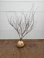 Cercis ‘Forest Pansy’ | 150/175 cm | Meerstammig, Tuin en Terras, Planten | Struiken en Hagen, Ophalen, Overige soorten, Struik