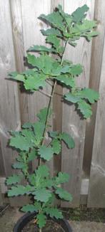 Jonge eik - eikenboompje - eikenboom. Tuin. Herfst, Bloeit niet, Overige soorten, 100 tot 250 cm, Ophalen