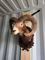 Prachtig Opgezette moeflon kop taxidermie opgezette dieren, Verzamelen, Dierenverzamelingen, Ophalen of Verzenden, Zo goed als nieuw