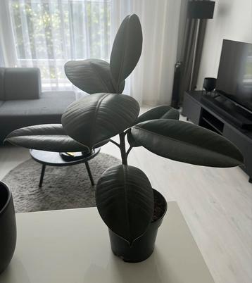 Ficus elastica beschikbaar voor biedingen