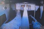 Paardentaxi, Transport, Tweepaards paardenwagen, Te huur, Dieren en Toebehoren, Stalling en Weidegang