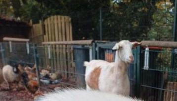 Kinderboerderij zoekt hulp  beschikbaar voor biedingen