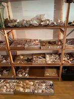 SPECIALE TROPISCHE SCHELPEN V.A.8 EURO, Ophalen of Verzenden, Nieuw, Overige soorten, Overige typen