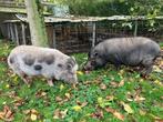 mini varkens gotinger, Dieren en Toebehoren, Schapen, Geiten en Varkens, Mannelijk, Varken, 6 jaar of ouder
