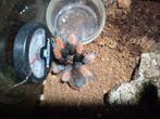 Brachypelma emilia vrouw, Dieren en Toebehoren, Spin of Schorpioen