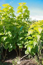 meerstammige trompetboom catalpa bignonioides aurea, Ophalen, Overige soorten