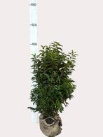 Portugese laurier  (Prunus Lusitanica Angustifolia, Ophalen of Verzenden, Laurier