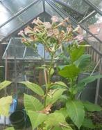 Tabakzaad tabak tabakplant plant circa 100 zaadjes, Zomer, Ophalen of Verzenden, Overige soorten, Volle zon