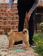 Shikoku pups te koop, Rabiës (hondsdolheid), Meerdere, 8 tot 15 weken, Meerdere dieren