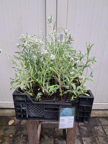 Bloeiende Anaphalis triplinervis (Syberische Edelweiss) in p beschikbaar voor biedingen