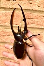 Dynastes neptunus kever larven, Dieren en Toebehoren, Insecten en Spinnen