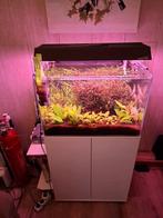 Optic white, Dieren en Toebehoren, Ophalen, Zo goed als nieuw, Gevuld zoetwateraquarium