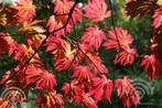 Acer japonicum Aconitifolium Japanse Esdoorn top herfstkleur, Tuin en Terras, Planten | Struiken en Hagen, Ophalen of Verzenden