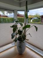 Strelizia Nicolai - Paradijsvogelplant 140cm, Ophalen, 100 tot 150 cm, Overige soorten, Halfschaduw