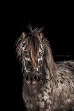 Ter dekking Appaloosa shetlander hengst panterbont, Gechipt, Hengst, 3 tot 6 jaar, A pony (tot 1.17m)