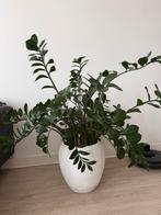 Zamioculcas Zamiifolia (ZZ Plant) in pot, Ophalen, Overige soorten, Halfschaduw, In pot