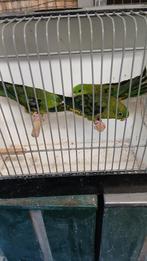 Catharina parkieten, Mannelijk, Parkiet