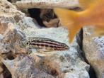 4x juliochromis marlieri tanganyika cichliden 4 a 5 cm, Vis, Zoetwatervis