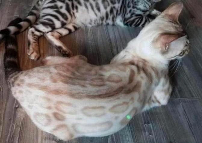 sneeuw bengaal snow seal Lynx kater liefst vóór de kerst, Dieren en Toebehoren, Katten en Kittens | Raskatten | Korthaar, Kater