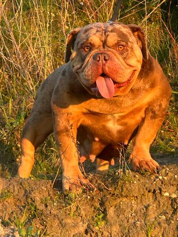 Super lieve merle bully gezinshond beschikbaar voor biedingen