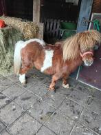 Te koop pony’s, Dieren en Toebehoren, Meerdere dieren