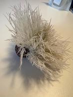 Biorb plant, Dieren en Toebehoren, Ophalen of Verzenden, Nieuw, Plant(en), Steen of Hout