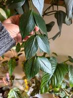 Hoya polyneura fishtail, stek van 2 of 3 bladparen, Ophalen of Verzenden, Halfschaduw, Minder dan 100 cm