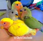 Tamme agapornis lovebird roseicolli handtam baby, Geslacht onbekend, Dwergpapegaai of Agapornis, Tam