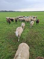 Mooie dekrammen, Dieren en Toebehoren, Mannelijk, Geit, 0 tot 2 jaar