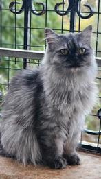 Superlieve emily, Dieren en Toebehoren, Katten en Kittens | Overige Katten, Poes