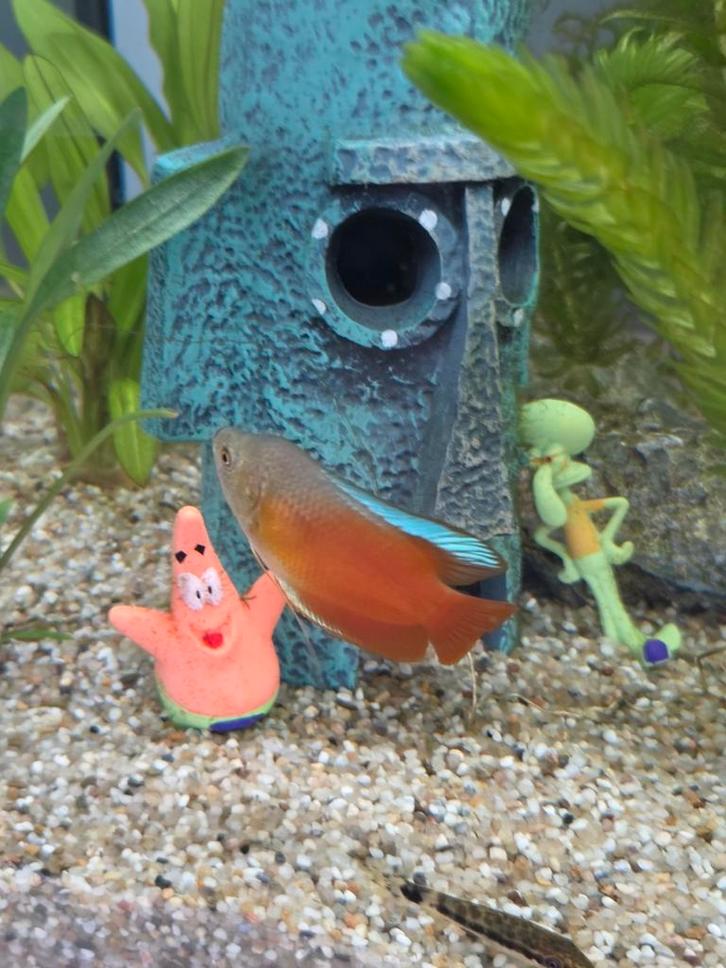 Prachtige mannelijke Dwerggoerami te koop, Dieren en Toebehoren, Vissen | Aquaria en Toebehoren, Nieuw, Filter of Co2, Ophalen