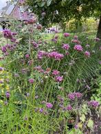 VERBENA BONARIENSIS (IJZERHARD), Volle zon, Vaste plant, Zomer, Ophalen