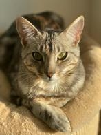 Benji op zoek naar een nieuwe huis, Kater, Gechipt