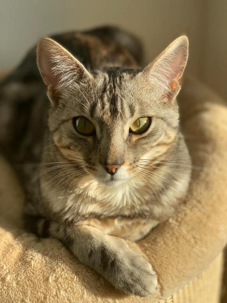 Benji op zoek naar een nieuwe huis, Dieren en Toebehoren, Katten en Kittens | Raskatten | Korthaar, Kater, Gechipt