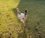 Jonge Sussex Haan, Dieren en Toebehoren, Pluimvee, Meerdere dieren, Kip