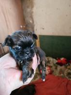 ## Prachtige lieve Shih tzu puppy's oa een mini ##, Dieren en Toebehoren, Honden | Chihuahua's en Gezelschapshonden, Overige rassen