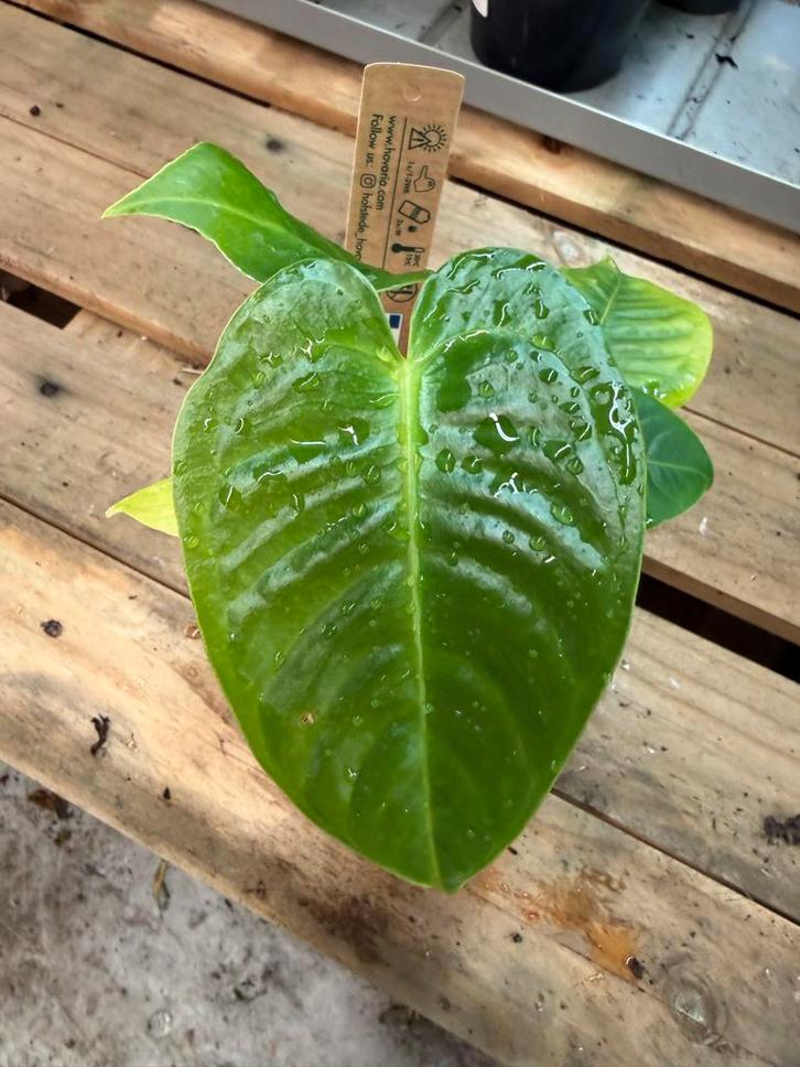 Anthurium Veitchii - Koningsanthurium - Pot 12, Huis en Inrichting, Kamerplanten, Ophalen of Verzenden