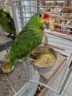 Tamme jonge geelwang amazone, Vrouwelijk, Papegaai, Geringd