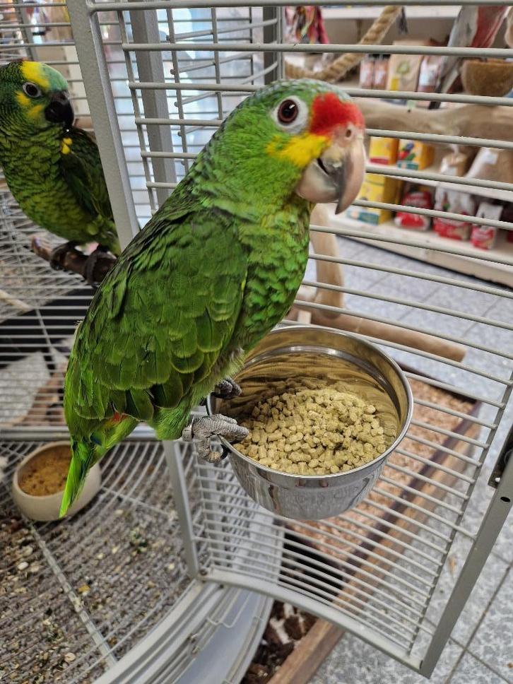 Tamme jonge geelwang amazone, Dieren en Toebehoren, Vogels | Parkieten en Papegaaien, Papegaai, Vrouwelijk, Tam, Geringd