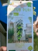 groene appel, Tuin en Terras, Planten | Fruitbomen, Ophalen, Minder dan 100 cm, Appelboom, Zomer