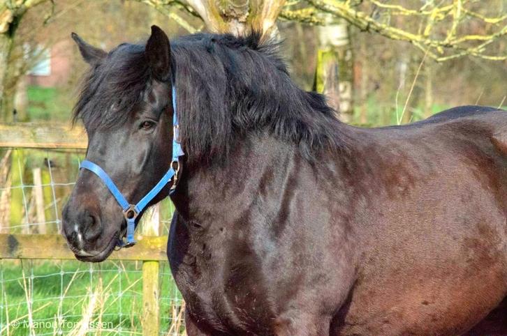 Weidegang of stalling gezocht omgeving apeldoorn, Dieren en Toebehoren, Stalling en Weidegang, Stalling, Weidegang, 1 paard of pony