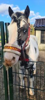 Lieve tinker ruin, Dieren en Toebehoren, Pony's