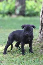 American Pit Bull Terrier Puppies, Dieren en Toebehoren, Honden | Jack Russells en Terriërs, Rabiës (hondsdolheid), Overige rassen