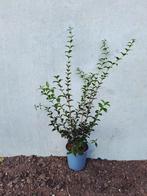 Osmanthus Burkwoodii ❗️🌱 Groenblijvend🌱❗️, Ophalen, Overige soorten