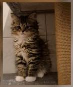 Prachtige tabby maincoon poesje, Dieren en Toebehoren, Katten en Kittens | Raskatten | Langhaar, Poes, Ontwormd